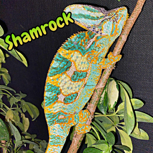 veiled chameleon for sale, yemen chameleon, Chamaeleo calyptratus