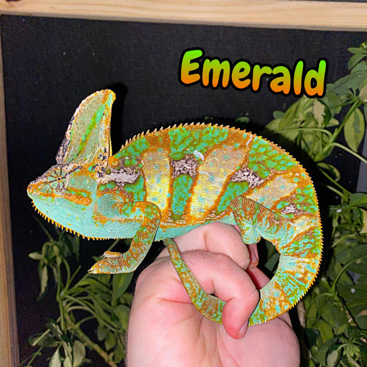veiled chameleon for sale, yemen chameleon, Chamaeleo calyptratus