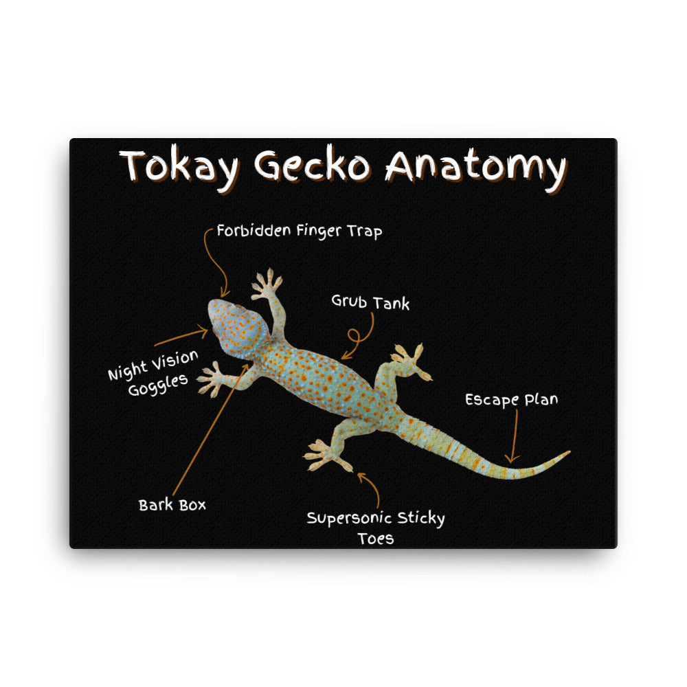 Tokay Gecko Anatomy Canvas
