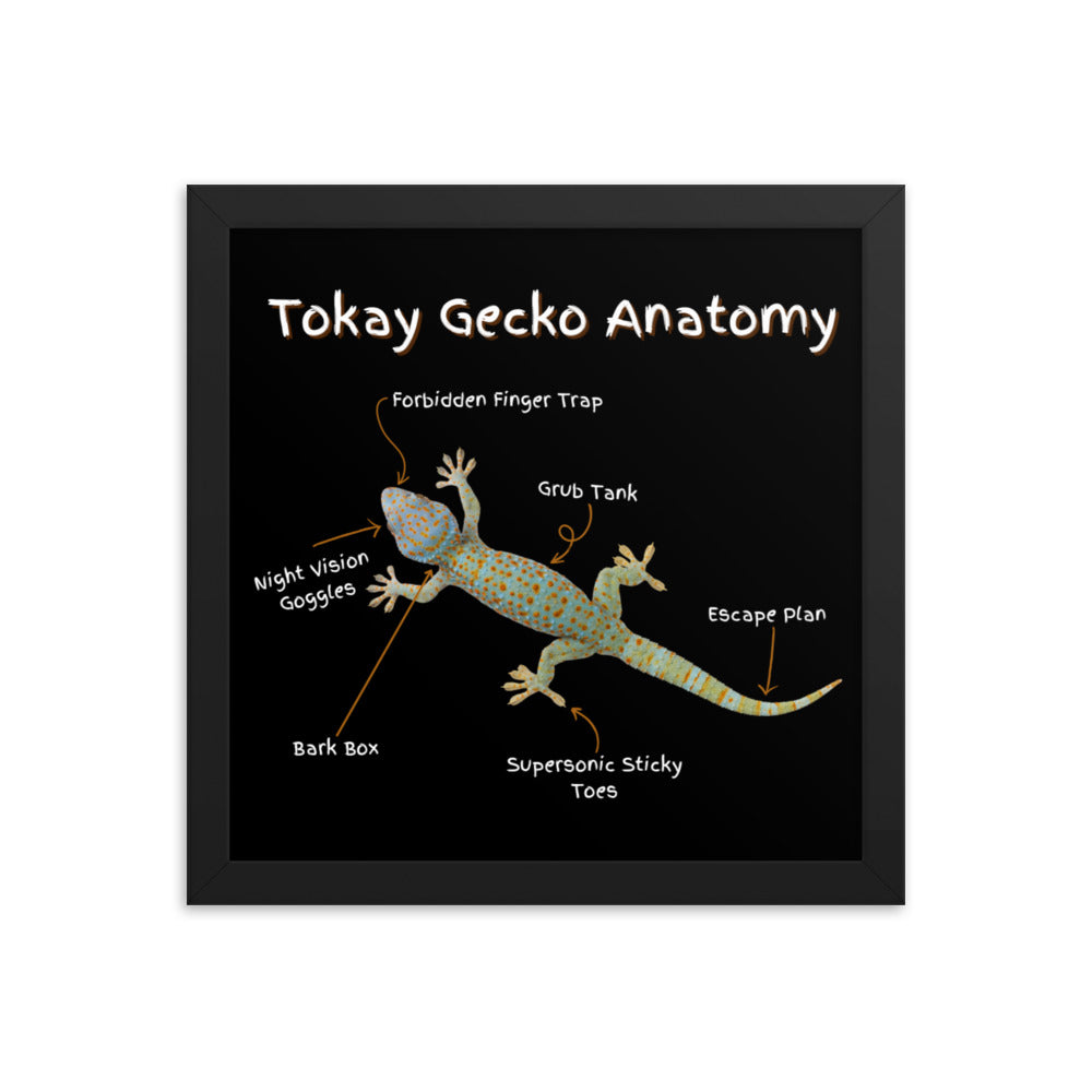 Tokay Gecko Anatomy Framed poster