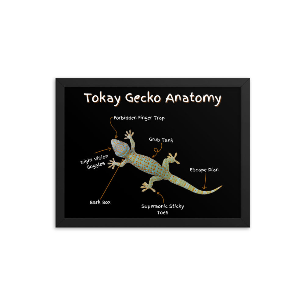 Tokay Gecko Anatomy Framed poster