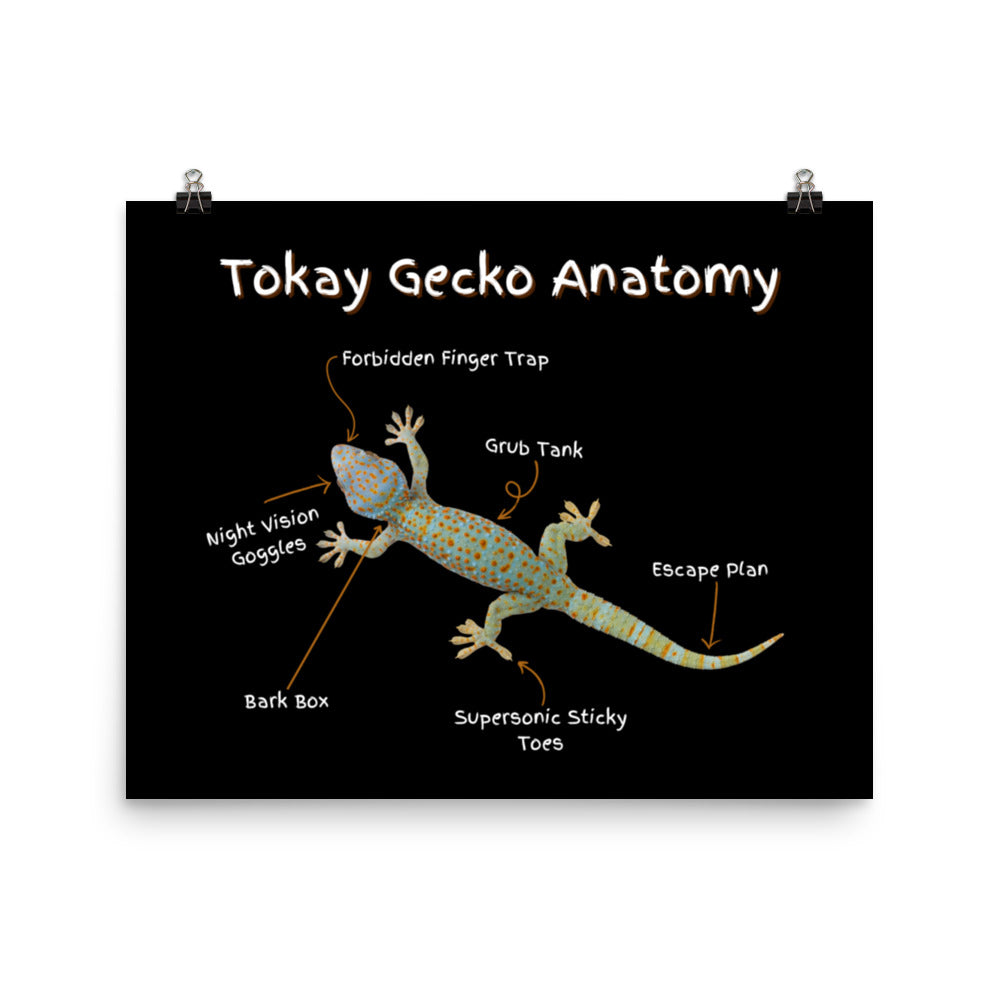 Tokay Gecko Anatomy Poster