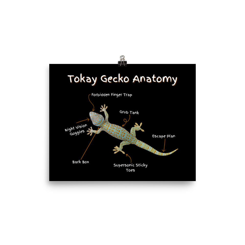 Tokay Gecko Anatomy Poster