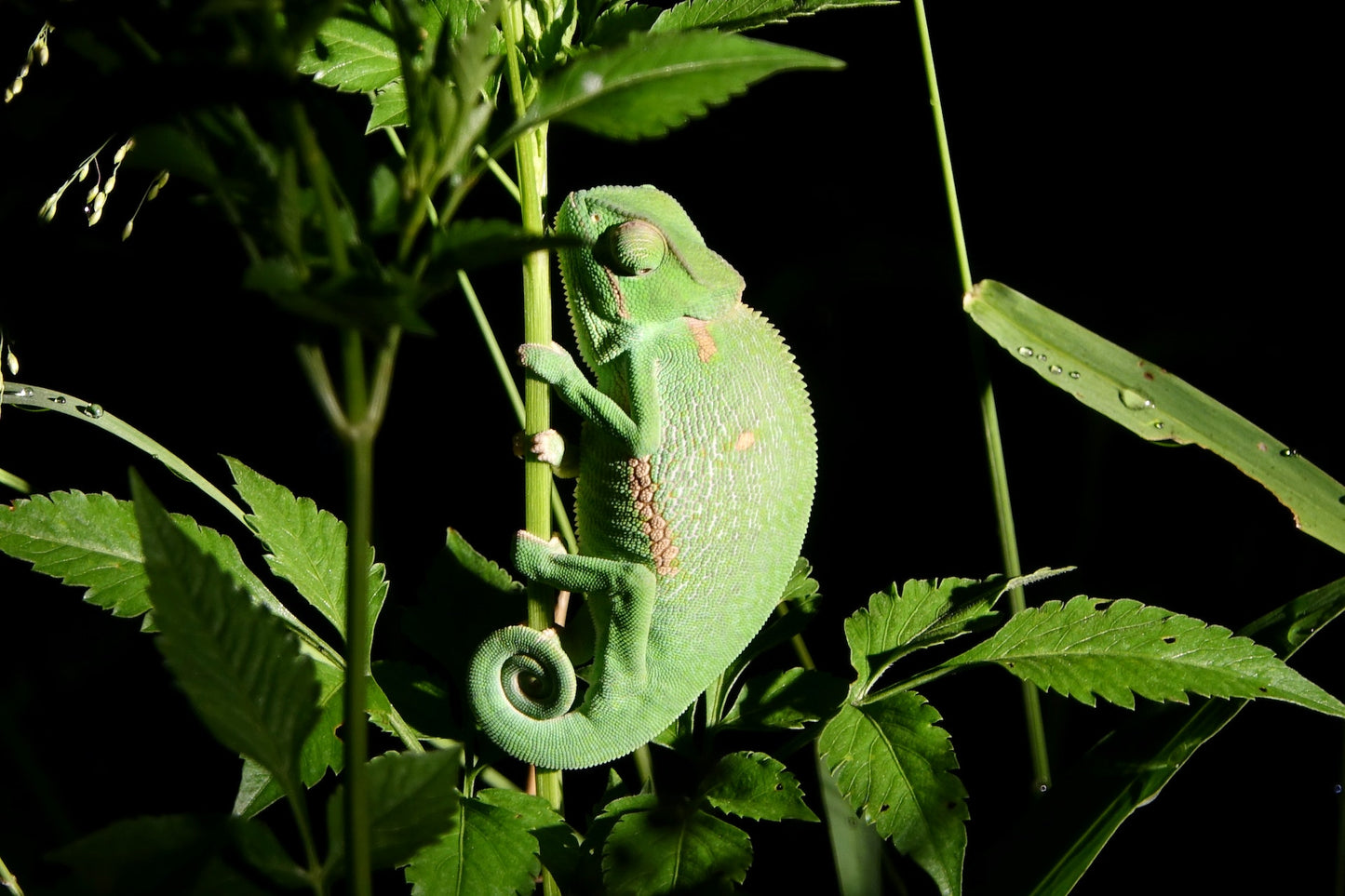 Juvenile Veiled Chameleons For Sale