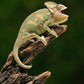 Sub Adult Veiled Chameleon For Sale