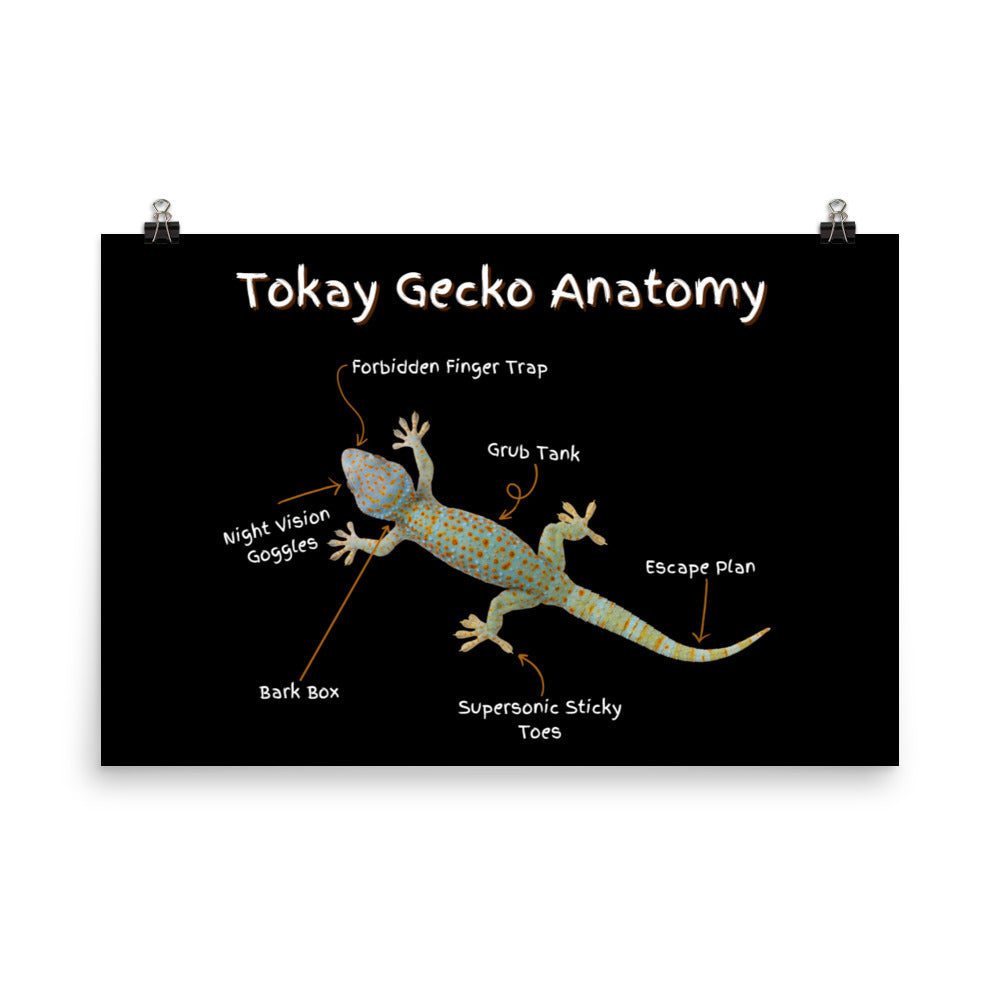 Tokay Gecko Anatomy Photo paper poster